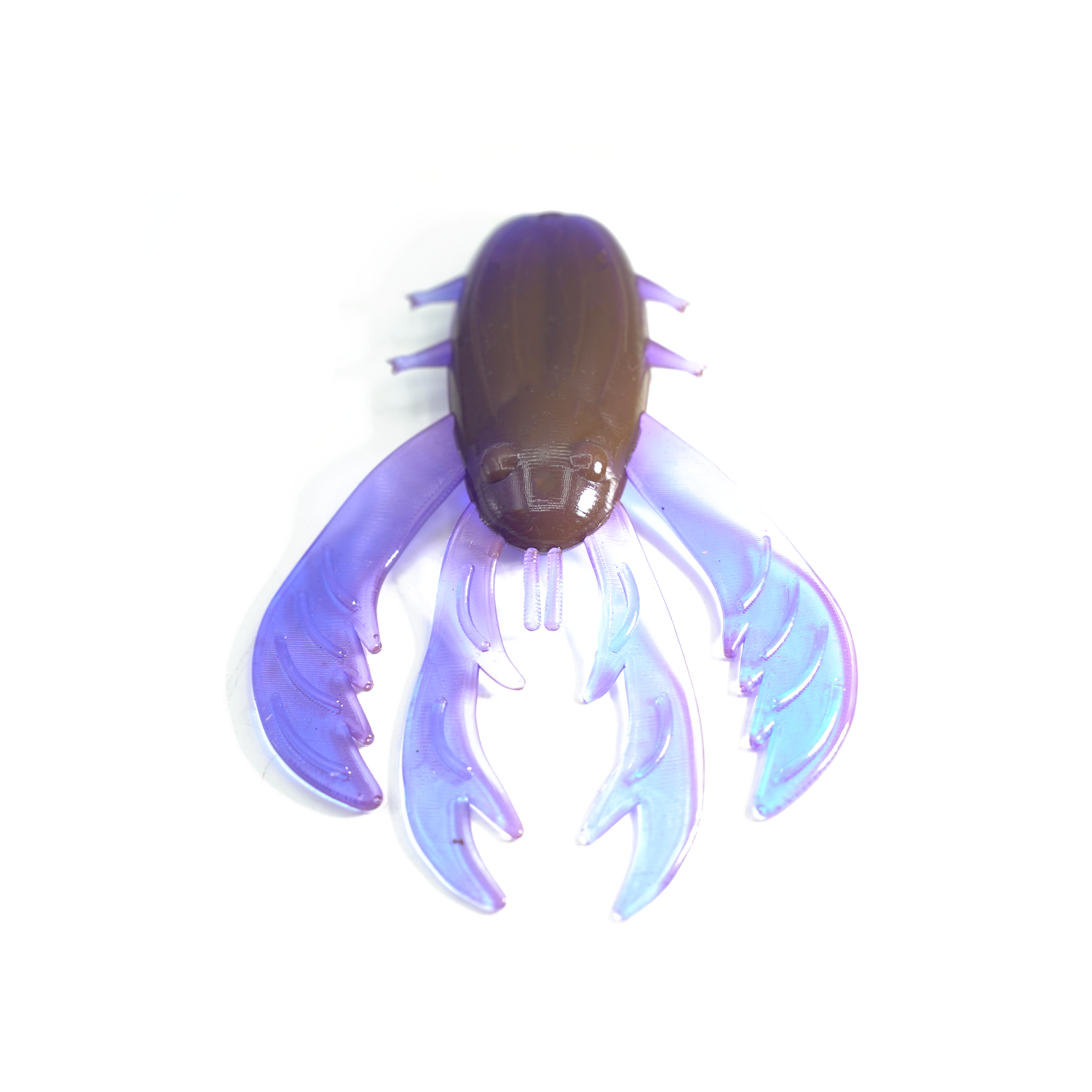 Blowout Tiger Beetle - Montana Field Guide