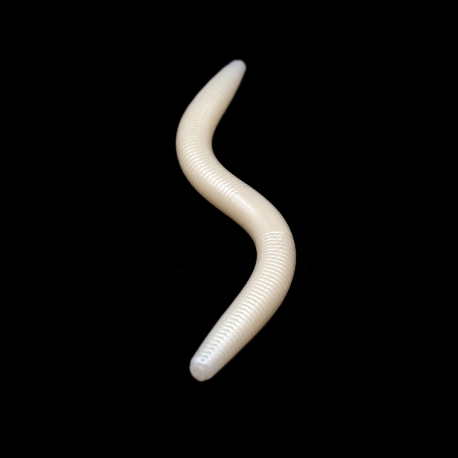 Worm - Bone